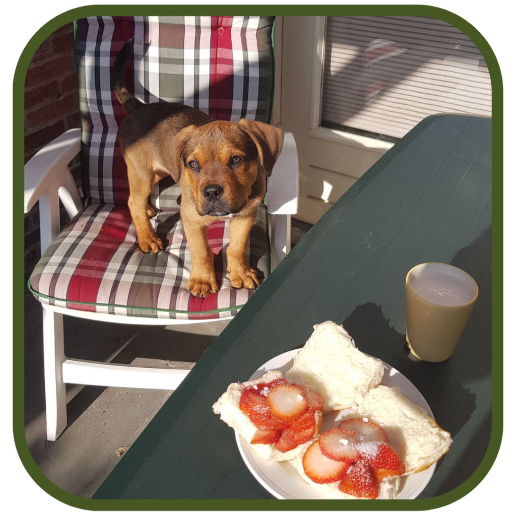 Positief honden training aan tafel