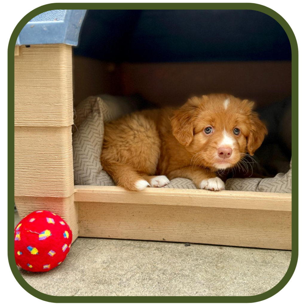 Maak je Huis Puppy-Proof met deze 7 handige tips!